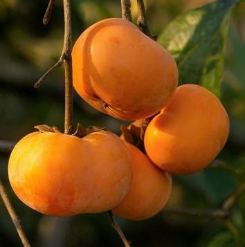 Nikita'S Gift Persimmon