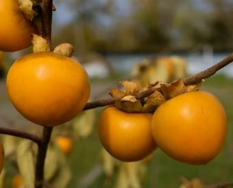 Phoenix Asian Persimmon