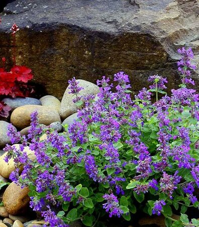 Nova Blue Catmint