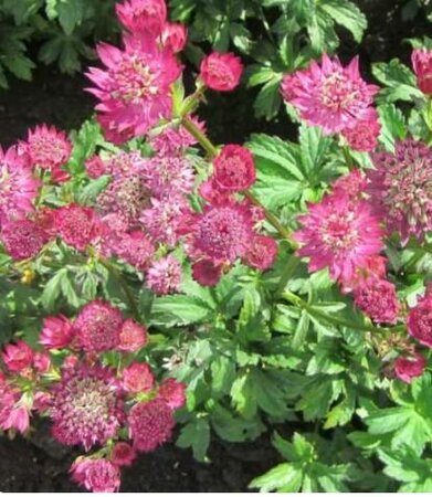 Star of Beauty Masterwort