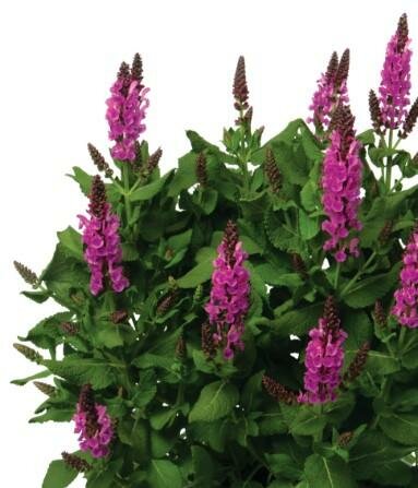 Noble Princess Salvia