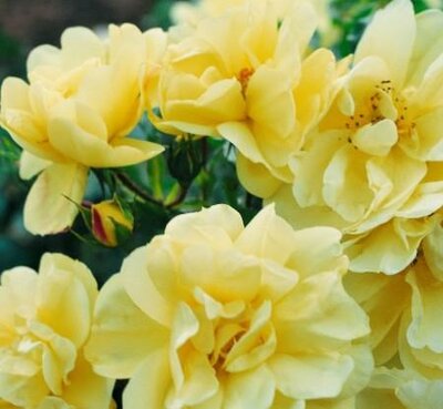 Gold Flower Carpet Rose