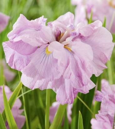Tub Tim Grob Dinner Plate Water Iris