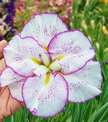 Tiramisu Dinner Plate Water Iris