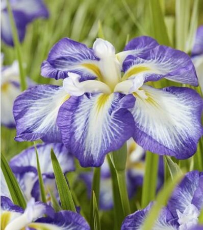 Carrot Cake Dinner Plate Water Iris