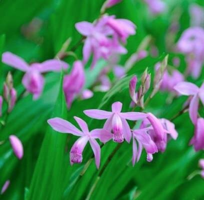 Hycinth Orchid