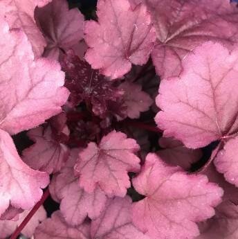 Pink Panther Coral Bells