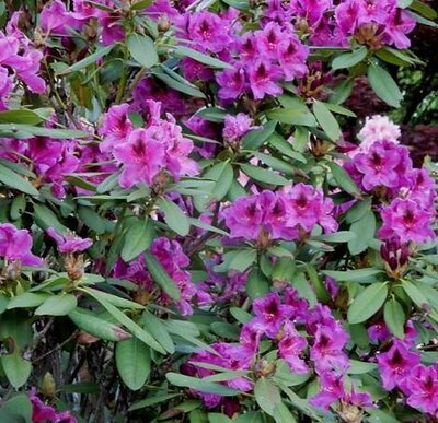 Wojnar's Purple Rhodo