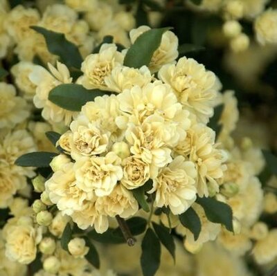 Lady Banks Yellow Climbing Rose - image 1