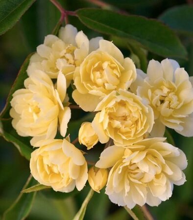 Lady Banks Yellow Climbing Rose - image 2
