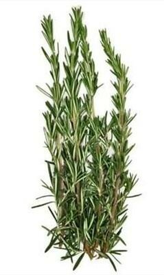 Culinary Blue Spires Rosemary