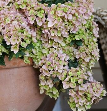 Fairytrail Fresco Cascade Hydrangea