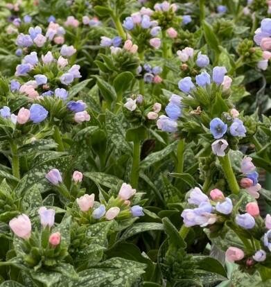 Twinkle Toes Pulmonaria (Lungwort)