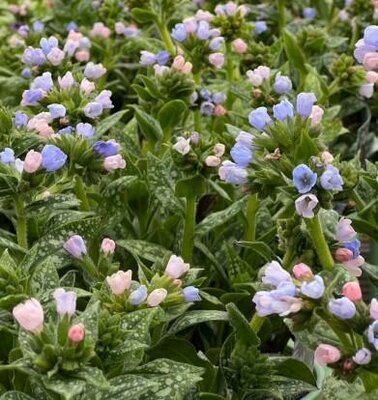 Twinkle Toes Pulmonaria (Lungwort)