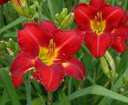 Chicago Apache Daylily