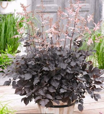 Shogun Chocolate Astilbe