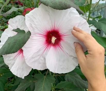 Barnsely Lavatera (Mallow)