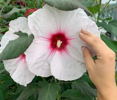 Barnsely Lavatera (Mallow)