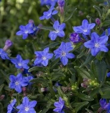 Grace Ward Lithodora