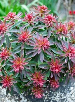Rudolph Euphorbia