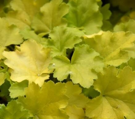 Lemon Love Coral Bells (Heuchera)