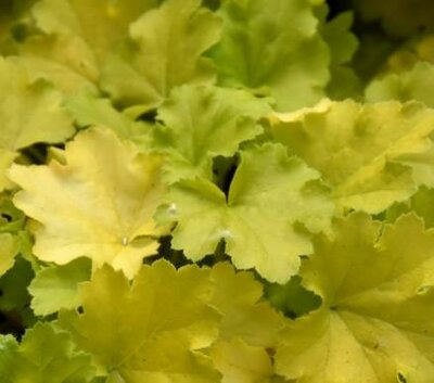Lemon Love Coral Bells (Heuchera)
