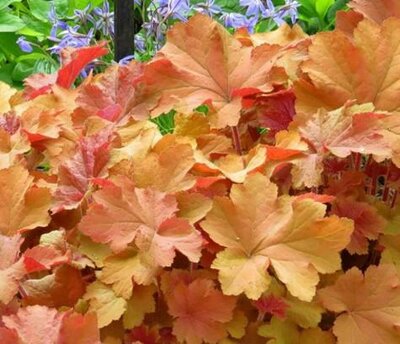 Caramel Coral Bells