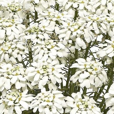Snow Cone Candytuft