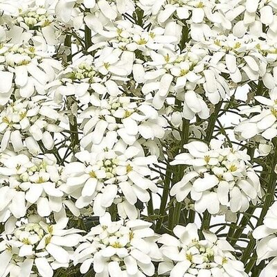 Snow Cone Candytuft