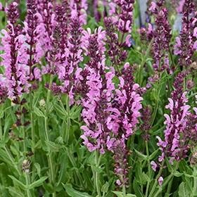 Pink Nebula Salvia