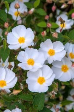 White Rock Rose