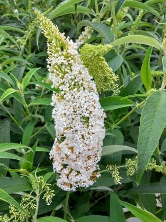 White Bouquet Butterfly Bush - image 2