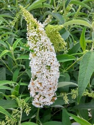 White Bouquet Butterfly Bush - image 2