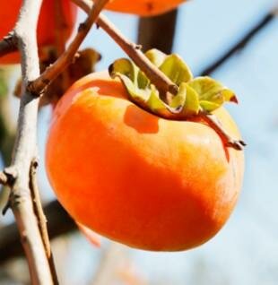 Imoto Fuyu Asian Persimmon