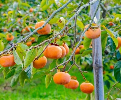 Early Jiro Persimmon
