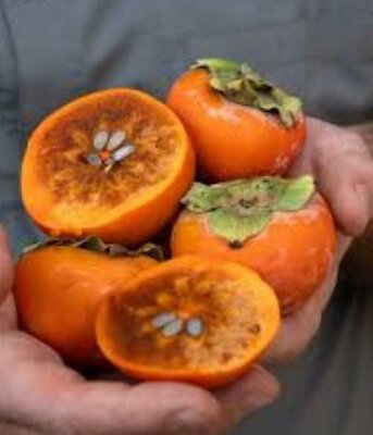 Maru Asian Persimmon