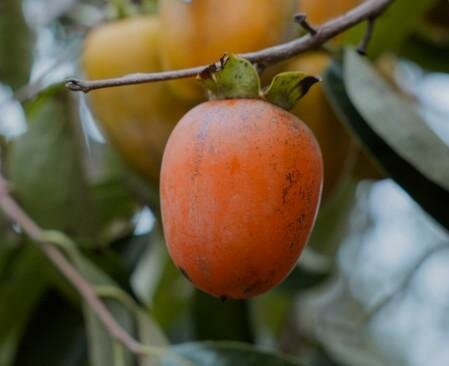Saijo Asian Persimmon