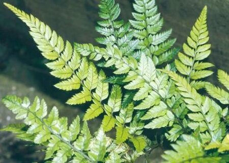 Korean Rock Fern