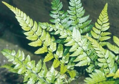Korean Rock Fern