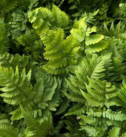 Korean Rock Fern - image 2