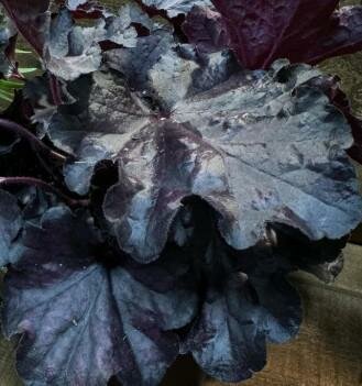 Forever Midnight Coral Bells (Heuchera)