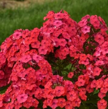 Sunset Coral Garden Phlox Phlox