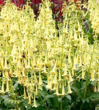 Colorburst Yellow Cape Fuchsia
