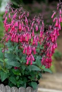 Colorburst Rose Cape Fuchsia