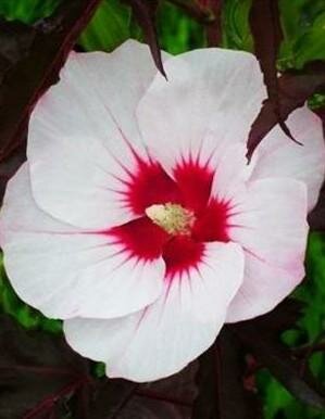 Jolly Heart Carousel Hibiscus