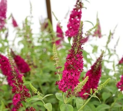 Miss Molly Butterfly Bush - image 2