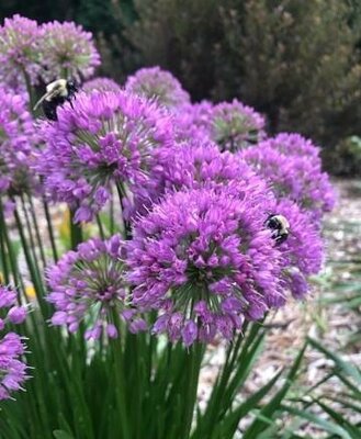 Windy City Ornamental Onion (Allium)