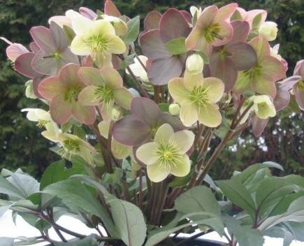 Winter Magic 'Candy Love' Hellebore