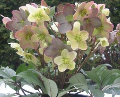 Winter Magic 'Candy Love' Hellebore