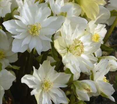 Winter Magic Mon Blanc Christmas Rose (Helleborus)